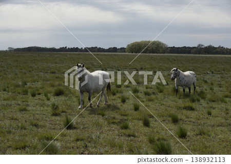 Herd of horses in the coutryside, La Pampa Herd of horses in the coutryside, La Pampa 138932113
