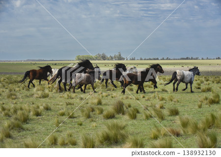 Herd of horses in the coutryside, La Pampa Herd of horses in the coutryside, La Pampa 138932130