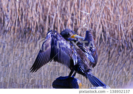 Cormorant spreading wings Cormorant spreading wings 138932137