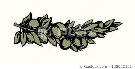 Vector drawing. Olive branch with fruits Vector drawing. Olive branch with fruits 138932191