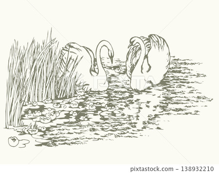 Vector drawing. Two swans in the park lake. 138932210