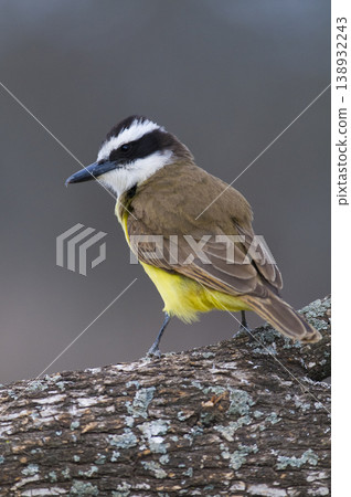 Great Kiskadee,  Pitangus sulphuratus, Calden forest, La Pampa, Argentina 138932243