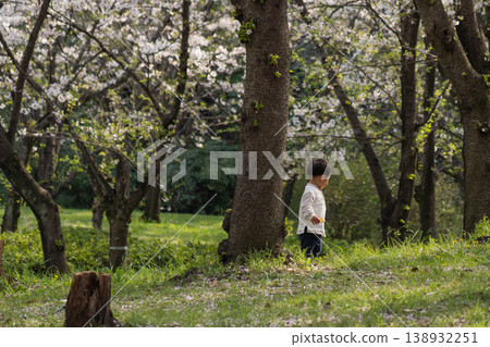 Children walking in a park in a forest where cherry blossoms are in bloom. 138932251