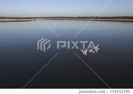 Coscoroba swans in lagoon envirinment, La Pampa Coscoroba swans in lagoon envirinment, La Pampa 138932340