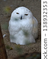 A sleepy snowy owl 138932353