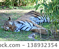 A tiger taking a nap 138932354