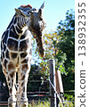 A giraffe came close by 138932355