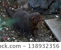 A dwarf mongoose emerged from the hole. 138932356