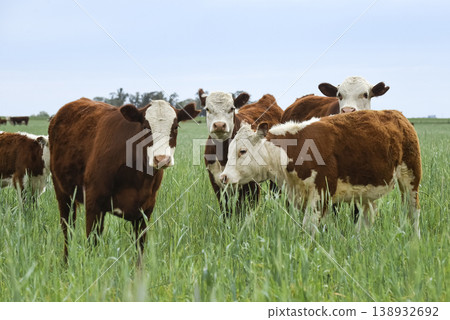 Countryside landscape with cows grazing, La Pampa, Argentina 138932692