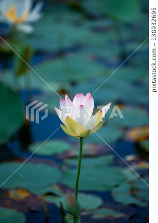 漂浮在水面上的粉紅色睡蓮花 漂浮在水面上的粉紅色睡蓮花 138932695
