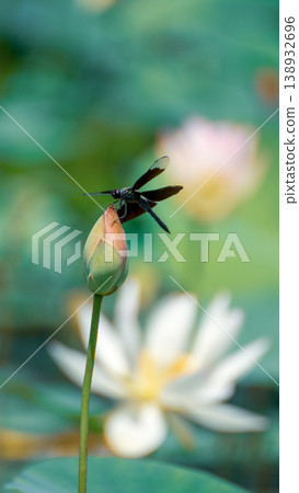 一隻蜻蜓停在睡蓮花苞上。 一隻蜻蜓停在睡蓮花苞上。 138932696
