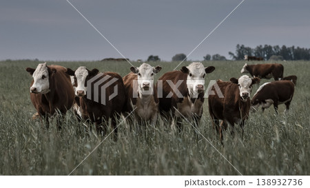 Countryside landscape with cows grazing, La Pampa, Argentina Countryside landscape with cows grazing, La Pampa, Argentina 138932736