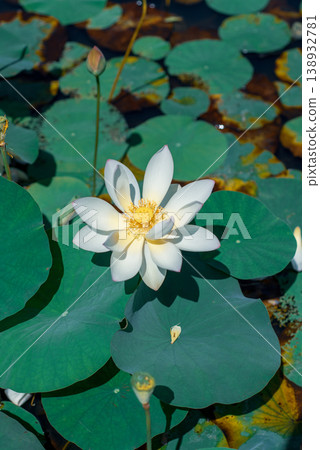 一朵盛開的美麗白色蓮花[豎圖] 138932781