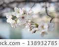 櫻花和水面 138932785