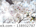 櫻花沐浴在晨光中 138932787