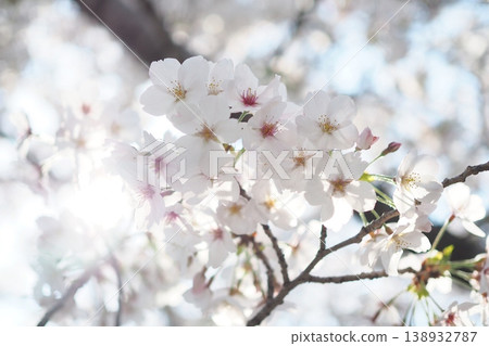 Cherry blossoms bathed in the morning sunlight 138932787