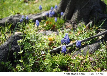 Lavender blooming at the base of a tree Lavender blooming at the base of a tree 138932788