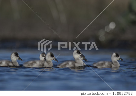 Coscoroba swans with chicks, La Pampa Coscoroba swans with chicks, La Pampa 138932792