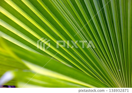 Abstract green palm leaf texture in tropical light Abstract green palm leaf texture in tropical light 138932871