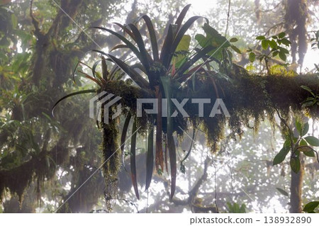 Epiphyte plant on tree in misty tropical forest Panama Epiphyte plant on tree in misty tropical forest Panama 138932890