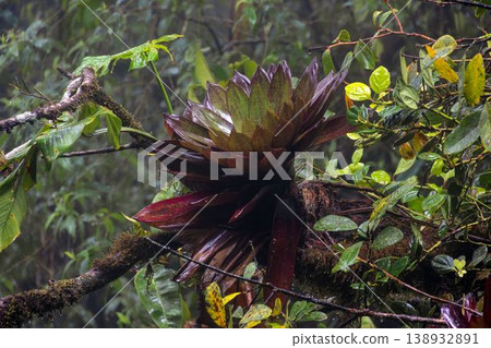 Bromeliad plant on branch in tropical rainforest Panama Bromeliad plant on branch in tropical rainforest Panama 138932891