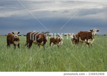 Countryside landscape with cows grazing, La Pampa, Argentina Countryside landscape with cows grazing, La Pampa, Argentina 138932908