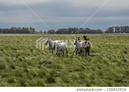Herd of horses in the coutryside, La Pampa province, Patagonia, Argentina. Herd of horses in the coutryside, La Pampa province, Patagonia, Argentina. 138932914