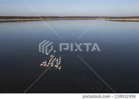 Coscoroba swans with chicks, La Pampa 138932956