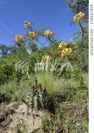 Calden forest grass landscape,  La Pampa province, Patagonia, Argentina. 138932959
