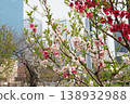 在大阪城公園的梅花 138932988
