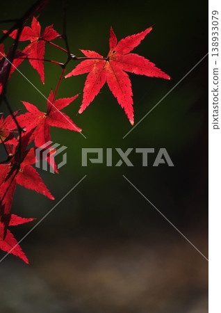 秋葉色彩鮮豔,映襯著秋季的自然景色。 秋葉色彩鮮豔,映襯著秋季的自然景色。 138933079