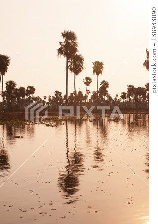 Palms landscape in La Estrella Marsh, Formosa province, Argentina. Palms landscape in La Estrella Marsh, Formosa province, Argentina. 138933090