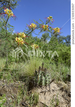 Calden forest grass landscape, La Pampa province, Patagonia, Argentina. Calden forest grass landscape, La Pampa province, Patagonia, Argentina. 138933097