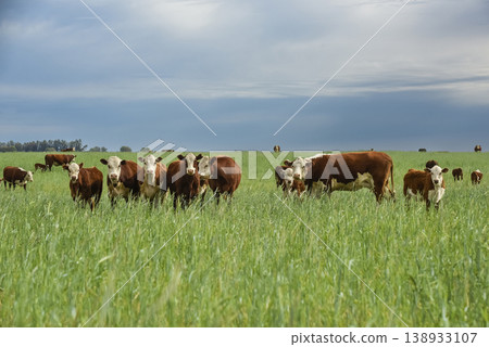 Countryside landscape with cows grazing, La Pampa, Argentina 138933107