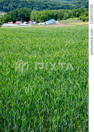 Green wheat field in early summer Green wheat field in early summer 138933200