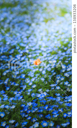 Nemophila and long-headed poppies at Hitachi Seaside Park (Hitachinaka City, Ibaraki Prefecture) Nemophila and long-headed poppies at Hitachi Seaside Park (Hitachinaka City, Ibaraki Prefecture) 138933206