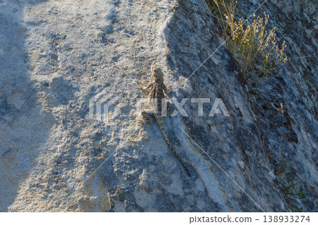 Agama lizard in Uplistsikhe, rock ancient town in Georgia Agama lizard in Uplistsikhe, rock ancient town in Georgia 138933274