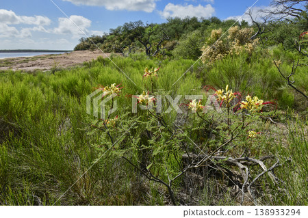 Calden forest grass landscape,  La Pampa province, Patagonia, Argentina. 138933294