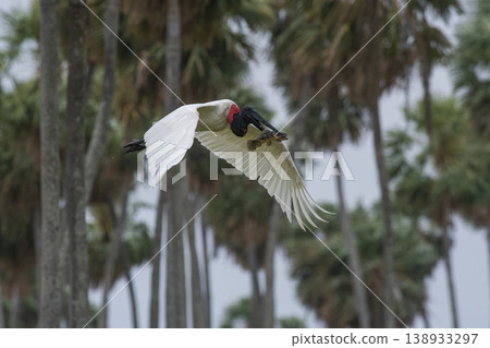 Jabiru Stork, in a marsh environment. Jabiru Stork, in a marsh environment. 138933297