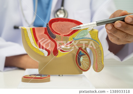 Male reproductive system, Asian doctor holding human anatomy model. Male reproductive system, Asian doctor holding human anatomy model. 138933318