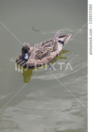 A female Eurasian Wigeon swimming quietly on the water's surface (a landscaped pond in Katsushika Ward, Tokyo). A female Eurasian Wigeon swimming quietly on the water's surface (a landscaped pond in Katsushika Ward, Tokyo). 138933360