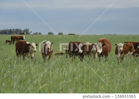 Countryside landscape with cows grazing, La Pampa, Argentina Countryside landscape with cows grazing, La Pampa, Argentina 138933363