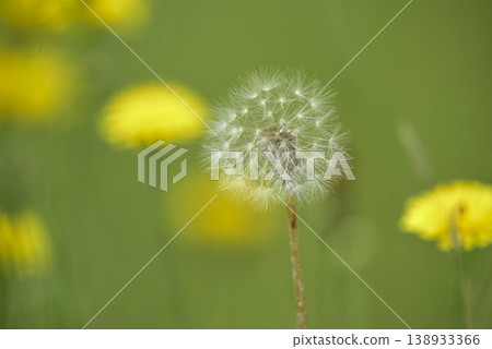 Flying seeds, wild flower, Patagonia 138933366