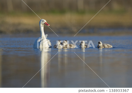 Coscoroba swans with chicks, La Pampa Coscoroba swans with chicks, La Pampa 138933367