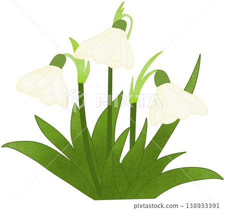 snowdrop flower 138933391
