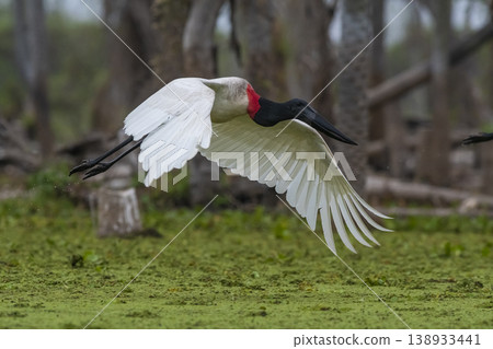 Jabiru Stork, in a marsh environment 138933441