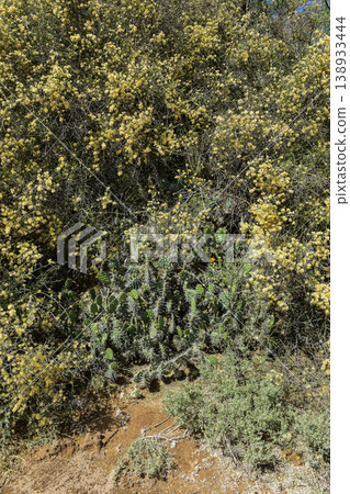 Calden forest grass landscape,  La Pampa province, Patagonia, Argentina. 138933444