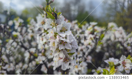 White cherry blossoms on a branch in spring with blurred background and blue sky 138933465