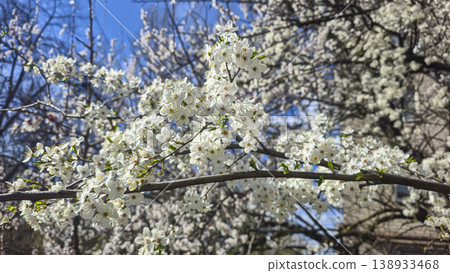 White cherry blossoms on a branch in spring with blurred background and blue sky White cherry blossoms on a branch in spring with blurred background and blue sky 138933468