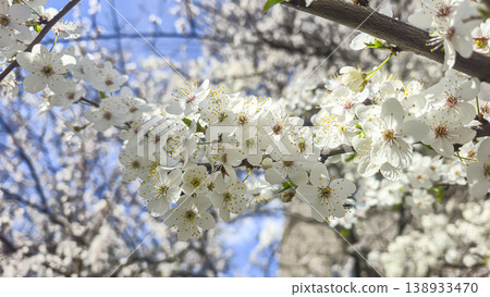 White cherry blossoms on a branch in spring with blurred background and blue sky White cherry blossoms on a branch in spring with blurred background and blue sky 138933470